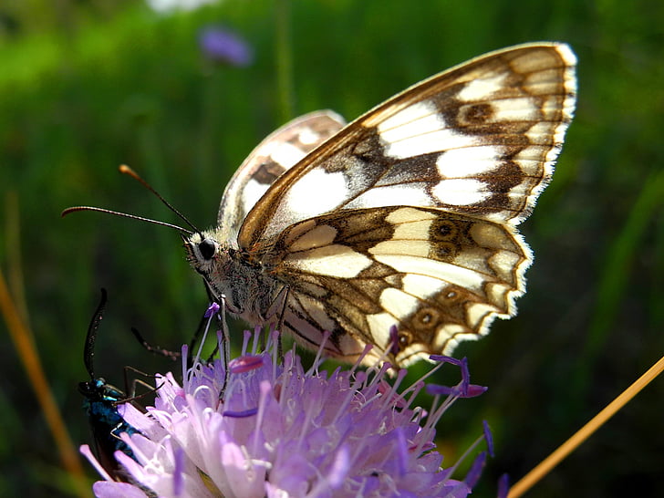 Schmetterling, Insekt, babočkovití, Schmetterlingsflügel, Natur, ein Tier, Schmetterling - Insekt