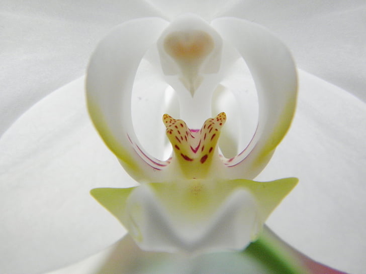 Orchid, õis, Bloom, valge, taim, lehed, roheline