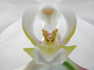 орхидея, Блосъм, Блум, бяло, растителна, листа, Грийн