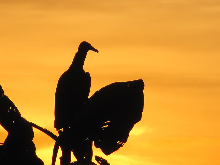 Urubu, avvoltoio, uccelli, animale, Guyana, tramonto, animali selvatici