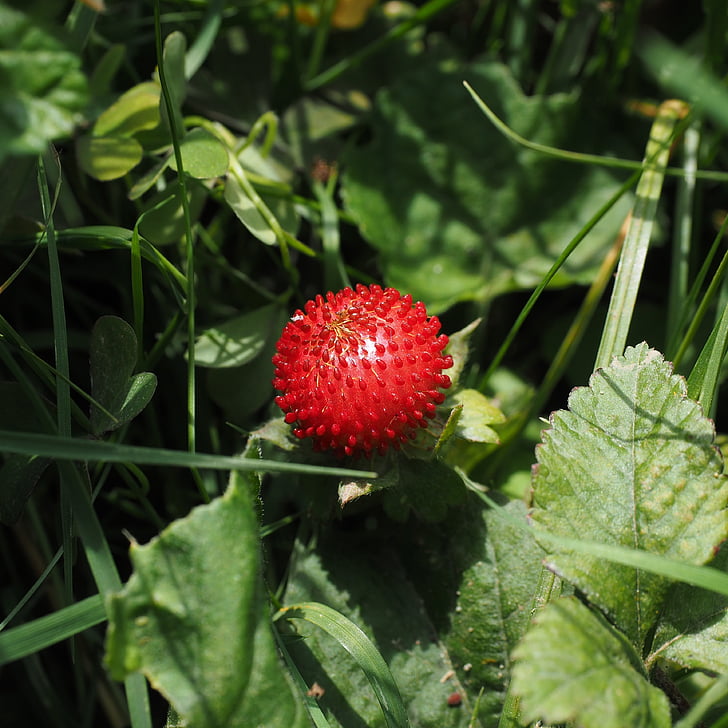 translucent strawberry, strawberry, berry, red, indian translucent strawberry, potentilla indica, ornamental plant