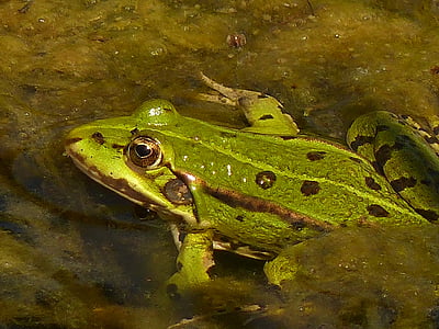 Frosch, Grün, in der Nähe, Amphibie, Tier, Natur, Tierwelt