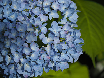 hortenzie, kvety, na začiatku leta, obdobie dažďov, rastlín, modré kvety, Príroda