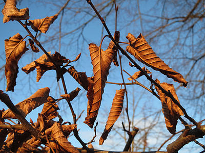 carpinus betulus, europena hornbeam, common hornbeam, hedge, leaves, withered, faded