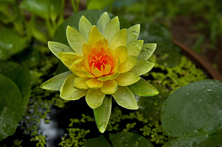 Lili air, bunga, kuning, kuku, tanaman air, alam