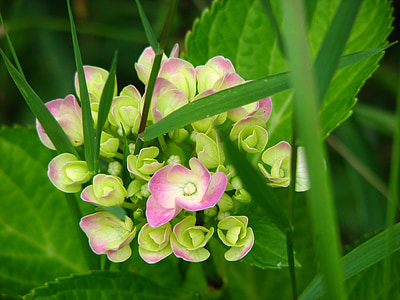 Hortenzija, žydėti, auga, gėlė, žalia, rožinė, Gamta