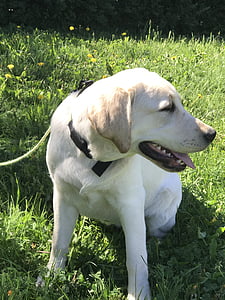 mùa hè, Golden retriever, con chó, vật nuôi, chó săn, Labrador retriever, cỏ