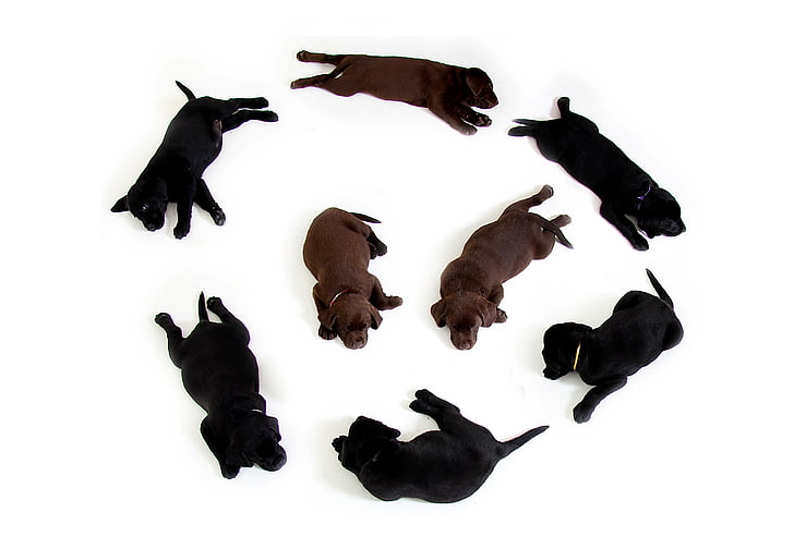 puppies, black, brown, labrador, retriever, dog, puppy