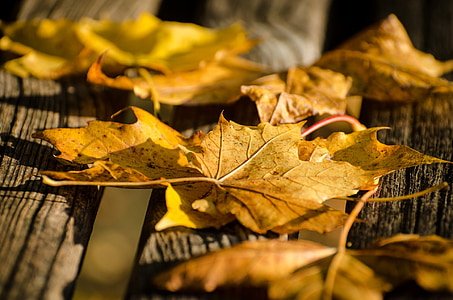 list, listy, podzim, roční období, Příroda, přírodní, barevný