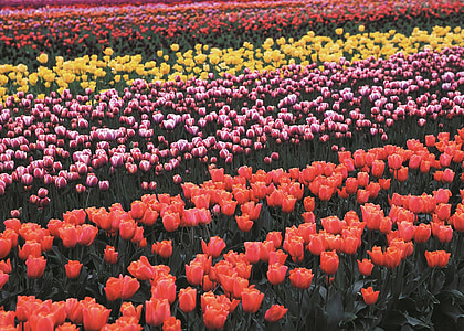Tulip, campo, flores, crecimiento, florece, fresco, colorido