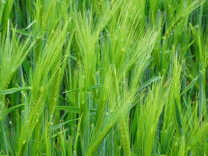 pšenica, EPI, obilniny, poľnohospodárstvo, kukuričnom poli, pole, pšeničné polia