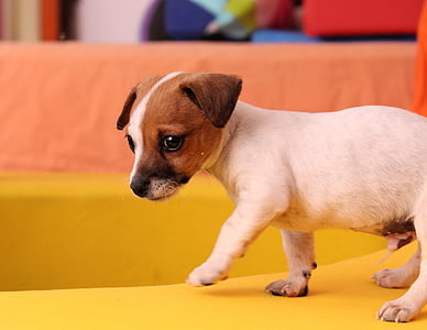 hond, puppy, Jack russell, Chihuahua, baby, schattig, speelse
