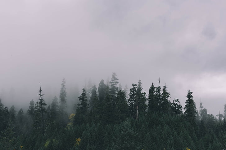 Fotoğraf, uzun boylu, ağaçlar, kapalı, bulutlar, Orman, manzara