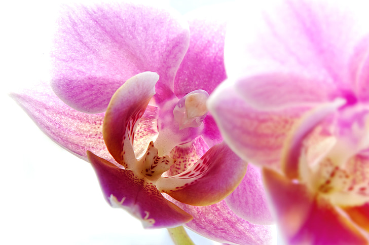 Phalaenopsis, Orchid, vit, makro, Stäng, gul, Blossom