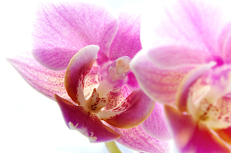 Фаленопсис, орхідея, білий, макрос, закрити, жовтий, цвітіння