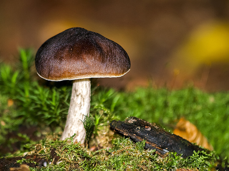 mushroom, forest, autumn, nature