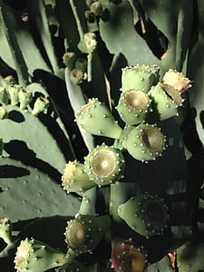 cactus, prickly pear, new mexico, nature, green, ripe, light