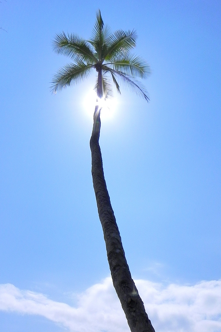 Palm, tropskih, proti svetlobi, Beach, počitnice, vroče, poletje