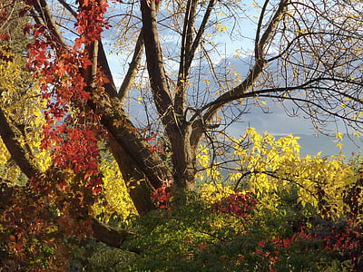 Есен, Ориндж, листа, цветове, Златни, зеленина, Есен