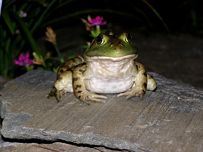 frog, toad, green, amphibian, animal, nature, wildlife