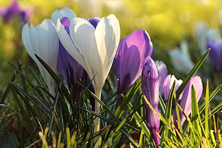 bunga, Crocus, putih, ungu, musim semi, alam, Tulip