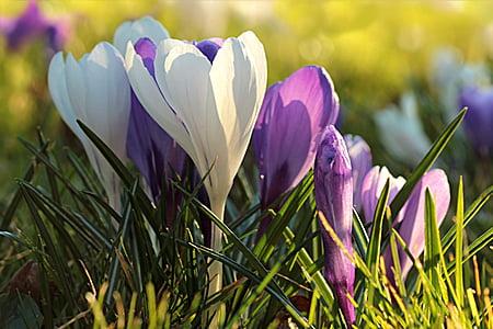 flor, Crocus, Blanco, púrpura, primavera, naturaleza, Tulip