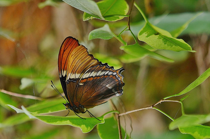 나비, 동물, 날개, 곤충, 나비, 자연, 갈색