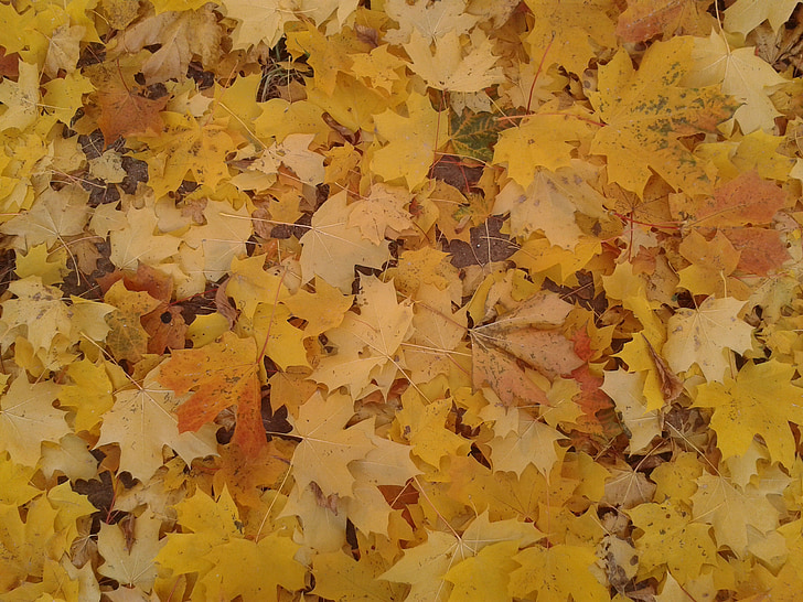 podzim, listy, žlutá, žluté listy