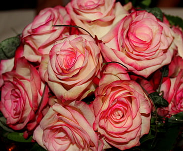 玫瑰, 花, 红色, 粉色, 昏暗的粉红色, 射击俱乐部, 女王