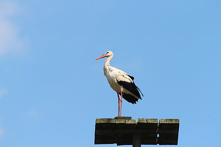 Stork, fågel, storkar, vit stork, stor näbb, vita storkar, fåglar