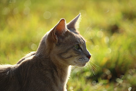 cat, mieze, kitten, mackerel, tiger cat, breed cat, domestic Cat