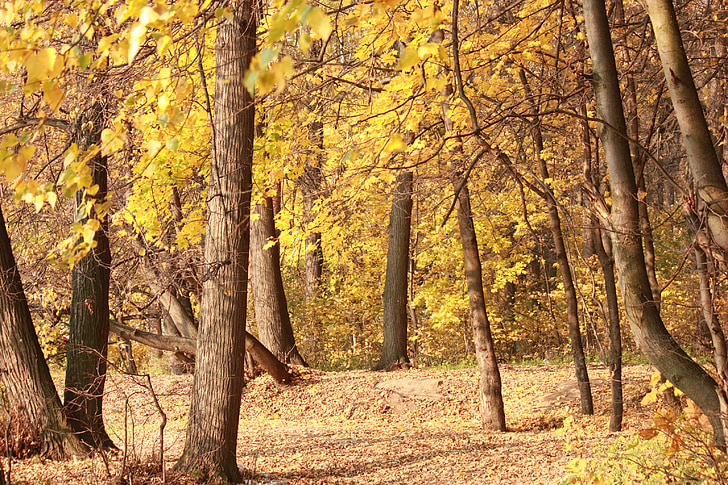 jesenného lesa, listopad, Zlatá jeseň