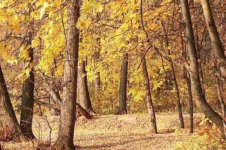 syksyllä metsä, Lokakuu, kultainen syksy