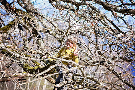 儿童, 女孩, 树, 光秃秃的树上, 春天, 攀登树, 爬上