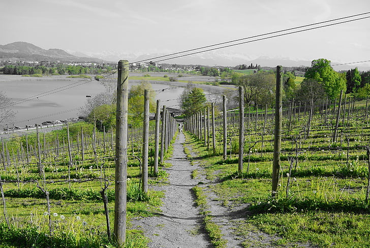 grapevine, vineyard, away, landscape, lake, nature, green