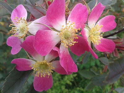 nyár elején, Park, Bokor Rózsa, rózsaszín, természet, növény, virág