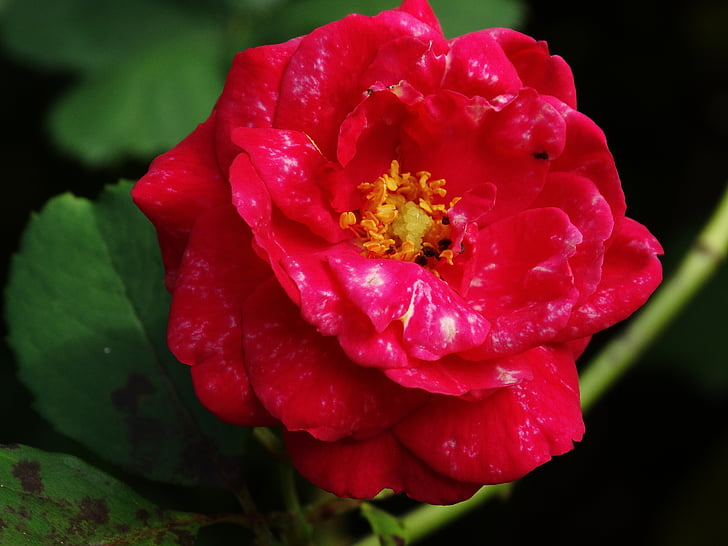 růže, květiny, květ, Bloom, červená, Příroda, Flora