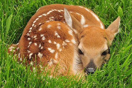 白尾鹿, 小鹿, 休息, 野生动物, 自然, 年轻, 户外