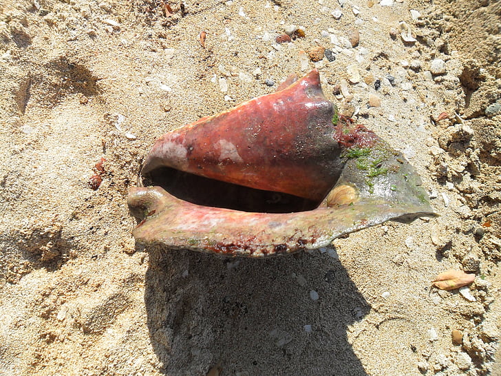 snail, sand, sea