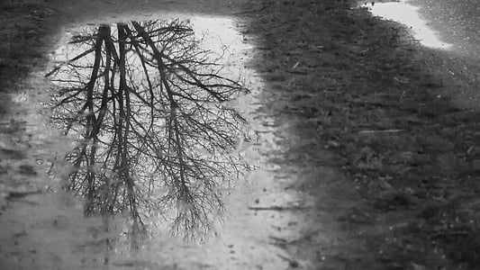 mirroring, puddle, black and white, rain, tree, aesthetic