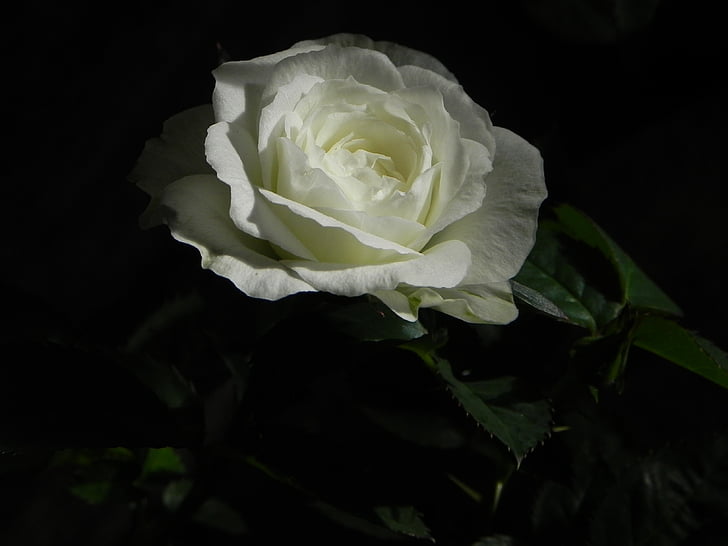 rose, white, flower, nature, flowers, white rose, rose bloom