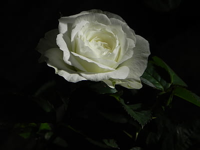 rose, white, flower, nature, flowers, white rose, rose bloom