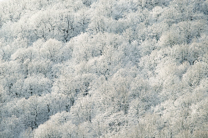 nature, trees, white, leaves, forest, winter