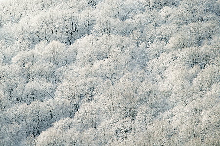 自然, 木, ホワイト, 葉, フォレスト, 冬