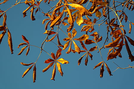feuilles d’automne, Or, couleurs d’automne, arbre, châtaignier, marronnier, lumière de retour