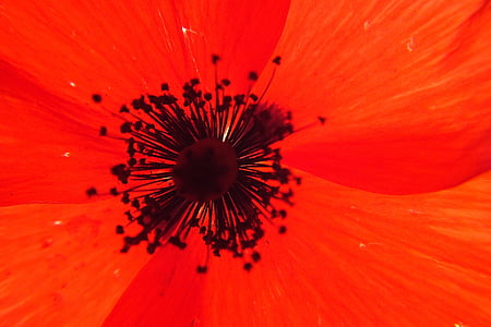 red, flower, papaver rhoeas, close-up, nature, macro, gerbera Daisy