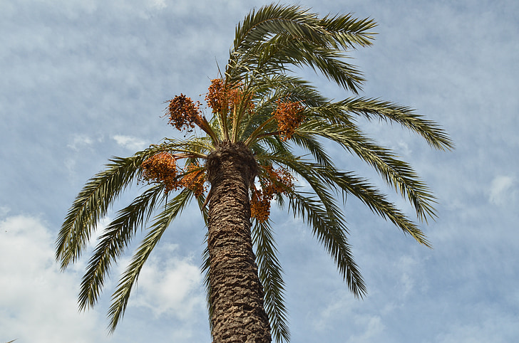 Palm, palmier-dattier, Date, fruits, palmier, nature, arbre