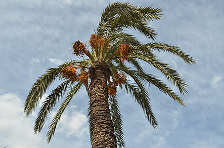Palm, datlipalm, kuupäev, puu, Palmipuu, loodus, puu