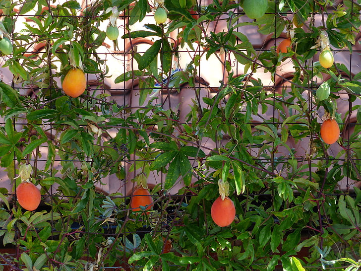 Japansk mispel av ull, frukter, frukt, orange röd, Eriobotrya japonica, ull medlar, kernobstgewaechs