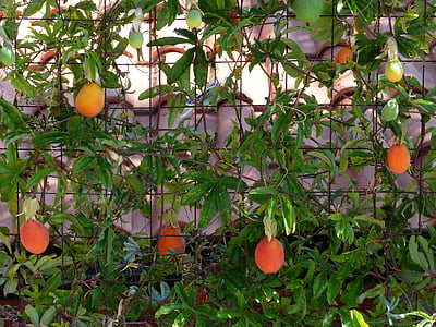 Japansk Mispel af uld, frugter, frugt, orange rød, Eriobotrya japonica, uld Mispel, kernobstgewaechs